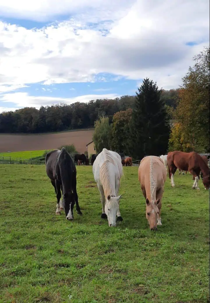 Pferde im Sohl